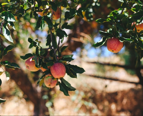 Racionalització de l'ús de fitosanitaris en el control de l'Alternaria en pomera mitjançant models de predicció de risc i tècniques de maneig del cultiu